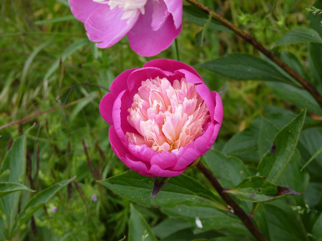 Paeonia 'Gay Paree' en fleurs dans un jardin ensoleillé